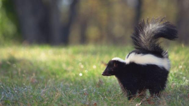 2 animals test positive for rabies in Cochise County